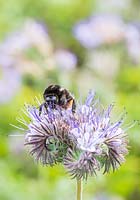 Phacelia in flower - Bombus - Bumble bee