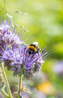 Phacelia in flower - Bombus - Bumble bee
