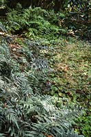 Athyrium niponicum 'Pictum', Saxifraga stolonifera 'Harvest Moon' and Cyrtomium falcatum in a shade border
