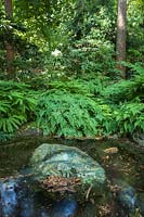 Adiantum venustum - Evergreen Maidenhair Fern - and other ferns by a small pond 