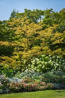 Acer palmatum, Hydrangea paniculata with annuals and perennials in mixed border