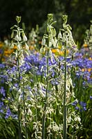 Galtonia candicans - Summer hyacinth