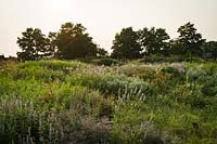 Prairie garden with Agastache 'Blue Fortune', Rudbeckia fulgida - 'Blue Fortune' Giant Hyssop and Black-eyed Susans. 