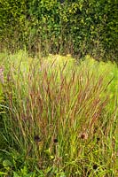 Panicum virgatum 'Shenandoah' - Red Switch Grass