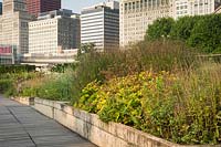 Mixed perennial border with Panicum virgatum 'Shenandoah' beside walkway with skyscrapers in the background. 