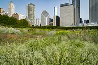 Drift of Calamintha nepeta - Calamint - in large scale prairie planting with skyscrapers beyond 