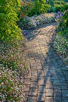 Brick path edged with fleabane at Flint Barn, Sussex, UK. 