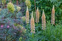 Lupinus - Lupin - seedlings in a border with Euphorbia