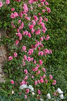 Rosa 'Pink Perpetue' - Climbing Rose - on a wall
