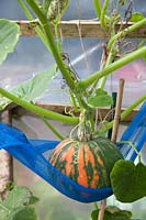 Net cradle supporting the weight of a developing Curcurbit - Squash - fruit in a polytunnel 