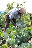 Man picking a Brassica - Cabbage