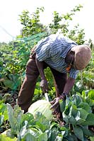Man cutting Brassica - Cabbage