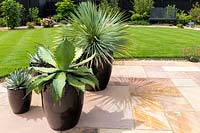 Agaves such as Agave parryi subsp. neomexicana and a Cordyline in black ceramic pots on a paved patio, with lawn behind