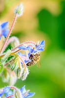 Borago officinalis - Borage - with Bee retrieving nectar