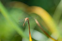 Sympetrum striolatum - Common Darter Dragonfly 