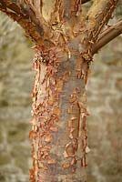 Acer griseum - Paperbark Maple - peeling bark detail