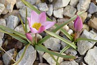 Tulipa humilis - Species Tulip - in grabel
