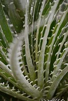 Puya chilensis - Chilean Puya - looking down basal rosette