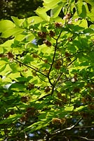 Ulmus glabra - Wych Elm - winged seeds on branches 