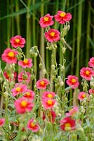 Helianthemum - Rock Rose - flowers