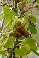 Neurotoma saltuum - Social Pear Sawfly - larvae feeding on Pyrus pyrifolia - Asian Pear