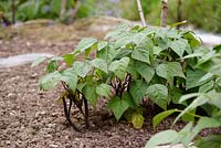 French Bean 'Royal Burgundy', low-growing dwarf plants growing in ground with crop of purple beans