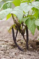 Phaseolus vulgaris 'Royal Burgundy' - French Bean - purple bush or dwarf type 