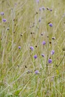 Succisa pratensis - Devils Bit Scabious - flowering in wild meadow grassland