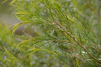Melaleuca alternifolia - Tea Tree - foliage with raindrops
