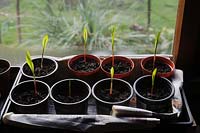 Zea mays - Sweetcorn 'Red' seedlings growing indoors on a windowsill 