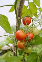 Lycopersicon esculentum - Tomato 'Maskotka' - growing undercover in a polytunnel