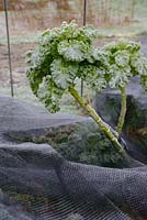 Brassica oleracea var. acephala - Kale 'Friesian Palm' in frost above Kale 'Dwarf Curly' under protective mesh