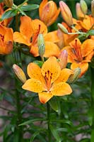 Lilium bulbiferum var. croceum - Orange Lily