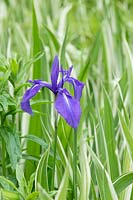 Iris laevigata 'Variegata' - Variegated Japanese iris