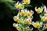 Lilium monadelphum szovitsianum - Caucasian Lily
