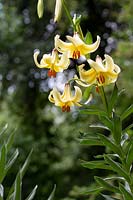 Lilium monadelphum szovitsianum - Caucasian Lily