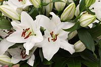 Lilium Santander - Oriental Lily