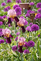 Iris germanica 'Indian Chief' - bearded Iris - with Allium