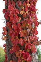 Parthenocissus quinquifolia 'Red Wall Troki' - Virginia Creeper - climbing up Pinus nigra ssp 'Laricio' - Black Pine - trunk