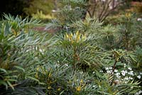 Mahonia eurybracteata 'Sweet Winter' - underplanted with Parahebe catarractaea 'Avalanche' 