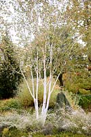 Betula utilis jacquemontii - West Himalayan Birch or
Kashmir Birch - underplanted with - Rubus thibetanus - Ghost Bramble