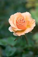 Rosa 'Welwyn Garden Glory' - Rose