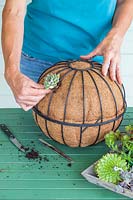 Woman planting Echeveria succulent into hole in hanging basket liner 