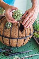 Woman planting Arabis ferdinandi-coburgi 'Variegata' into hole made in hanging basket liner 