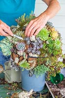 Woman using a metal widger to add moss to hanging basket ball planted with a mixture of succulent and alpine plants