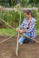 Woman attaching hazel poles together with garden string