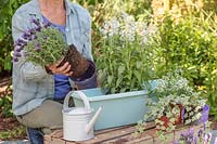 Woman removing lavender 'Fantasia Early Purple' ready for planting into plastic trough. 