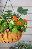 Hanging basket planted with strawberries and nasturtiums in courtyard garden. 