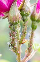 Close up detail of rose with aphids.