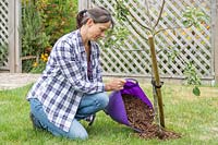 Woman applying bark mulch to Malus 'Bramleys Seedling'. 
